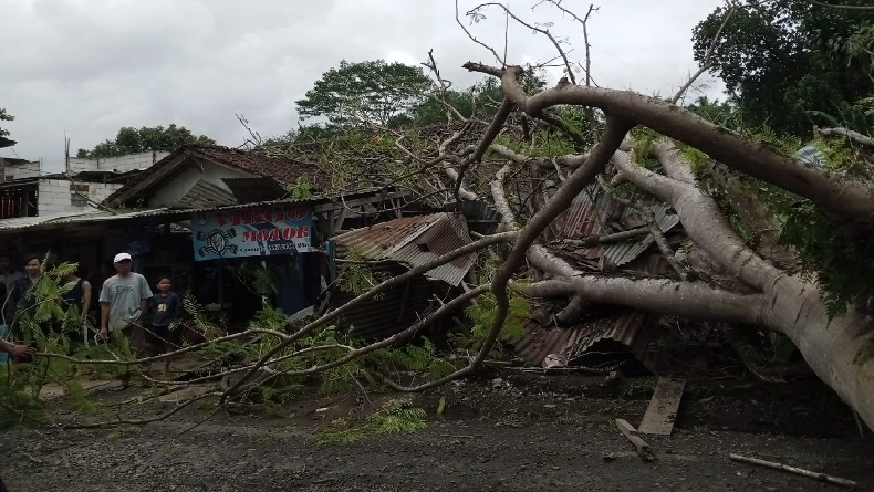 Duh, 6 Warga Sirnaresmi Sukabumi Luka-luka Tertimpa Pohon Flamboyan Tumbang