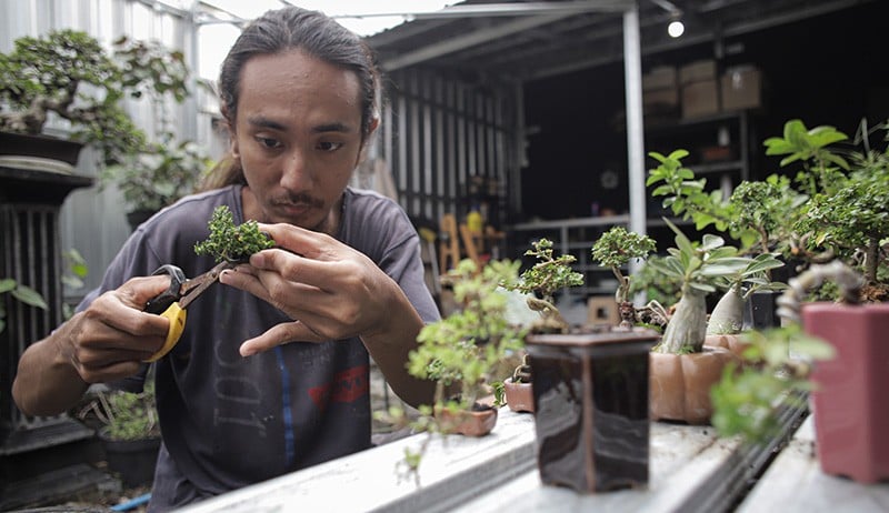 Bonsai Berukuran 5-10 Sentimeter Ini Dijual hingga Rp2,5 Juta - Bagian 2