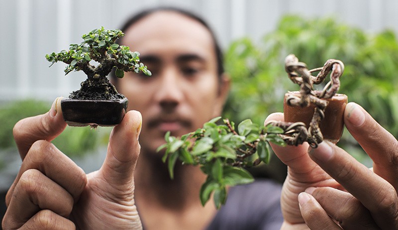 Bonsai Berukuran 5-10 Sentimeter Ini Dijual hingga Rp2,5 Juta - Bagian 1