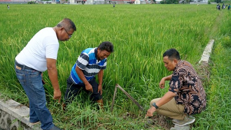 Hama Tikus Serang 20 Hektare Sawah, Balintan Gorontalo Turun Tangan 