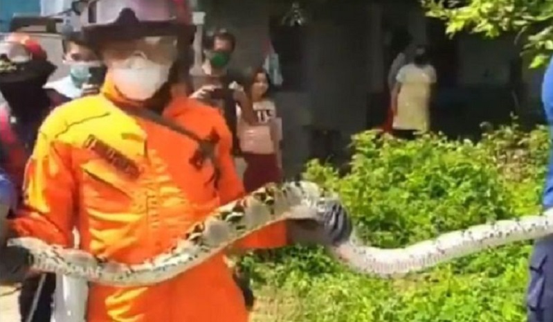 2 Ular Piton Pemangsa Unggas Gegerkan Warga Tuban, Penangkapan Dramatis 