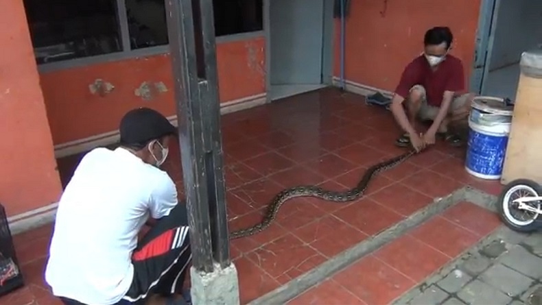 Heboh, Ular Sanca 3 Meter Sembunyi di Plafon Rumah Warga Cicendo Bandung