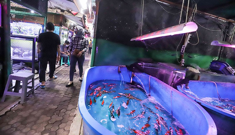 Mengunjungi Surga Tersembunyi Pasar Ikan Hias Sumenep - Bagian 4