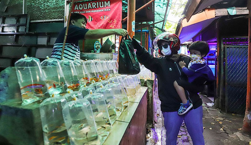  Warga Arab Saudi Gemar Ikan Hias, Peluang Ekspor untuk Indonesia 