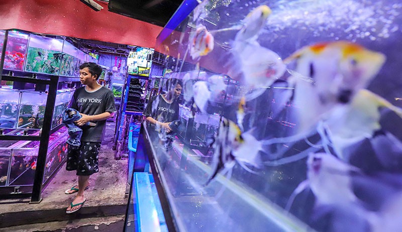 Mengunjungi Surga Tersembunyi Pasar Ikan Hias Sumenep - Bagian 1