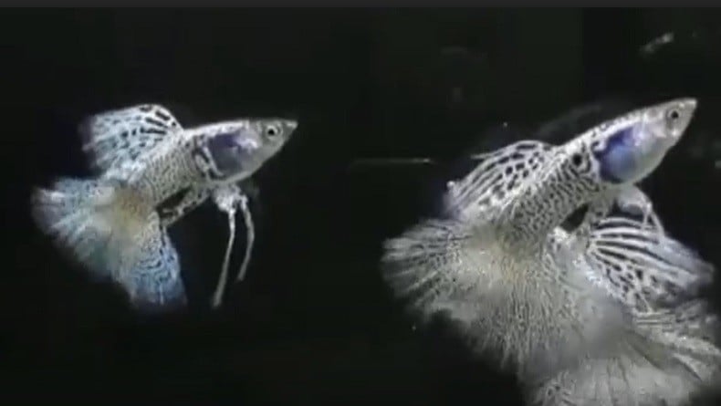 Berawal dari Hobi, Pria Ini Raih Omzet Puluhan Juta Rupiah dari Budi Daya Ikan Guppy