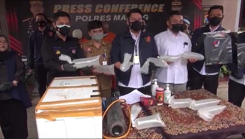Gagalkan Penjualan 2.500 Benih Lobster Ilegal, Polres Malang Tangkap 2 Pelaku 