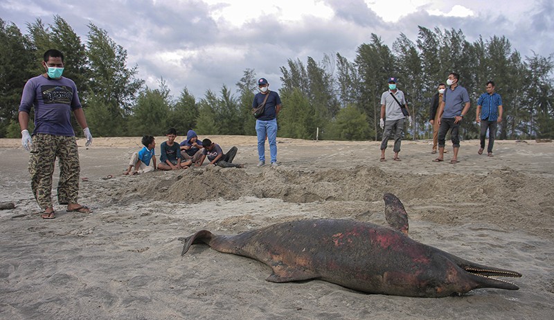 Warga Aceh Jaya Temukan Lumba-Lumba Panjang 2,2 Meter Mati - Bagian 2