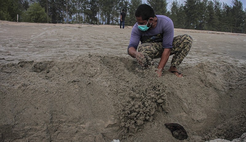 Warga Aceh Jaya Temukan Lumba-Lumba Panjang 2,2 Meter Mati - Bagian 3