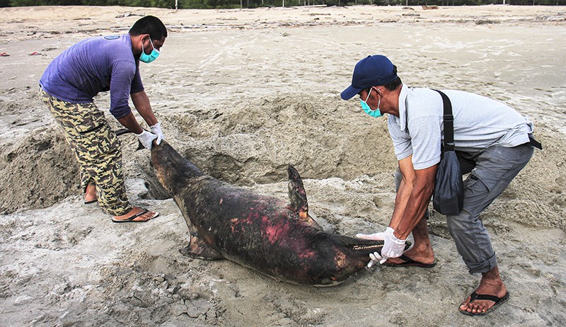 Warga Aceh Jaya Temukan Lumba-Lumba Panjang 2,2 Meter Mati - Bagian 1