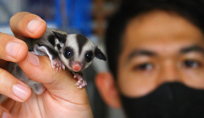 Peternak Budi Daya Sugar Glider Bergenetika Unik, Harga Rp25 Juta per Ekor - Bagian 2