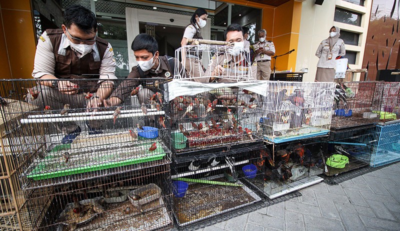 Ratusan Burung Dilindungi Selundupan Disita di Sidoarjo - Bagian 3
