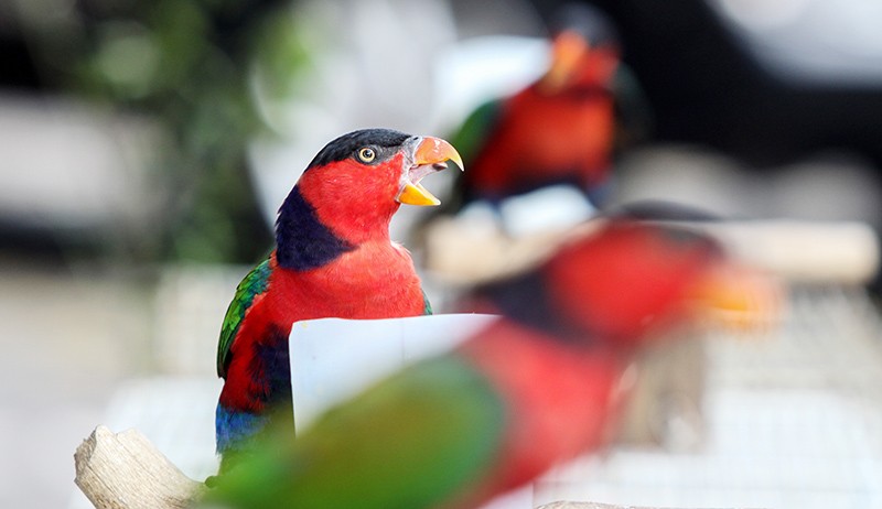 Ratusan Burung Dilindungi Selundupan Disita di Sidoarjo - Bagian 2