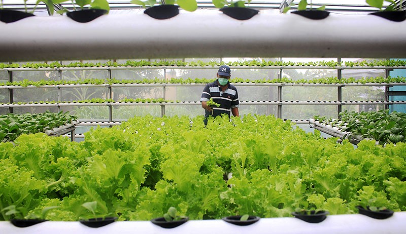 Permintaan Sayuran Hidroponik Meningkat Selama Pandemi - Bagian 1