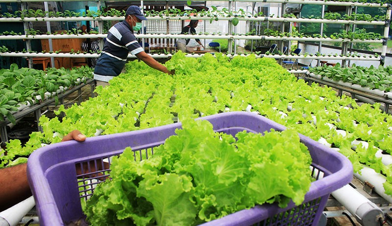 Permintaan Sayuran Hidroponik Meningkat Selama Pandemi - Bagian 2