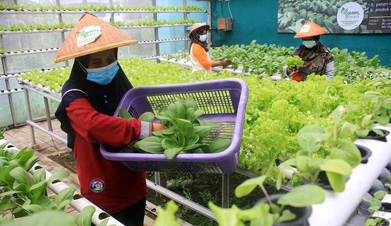 Permintaan Sayuran Hidroponik Meningkat Selama Pandemi - Bagian 3