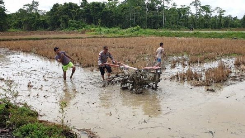 Aksi Perwira Polri di Yahukimo Papua, Bantu Bajak Sawah Warga untuk Ketahanan Pangan