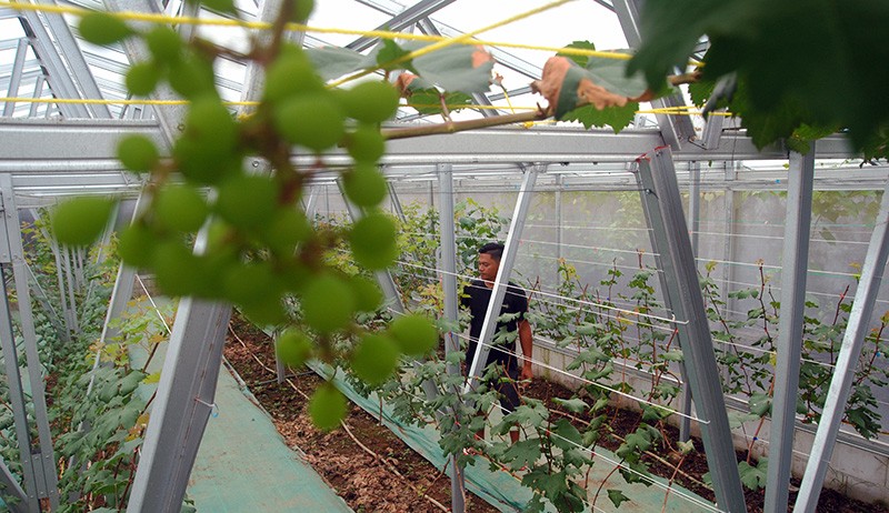 Budi Daya Anggur Impor, Dijual Rp100.000 per Kilogram - Bagian 2