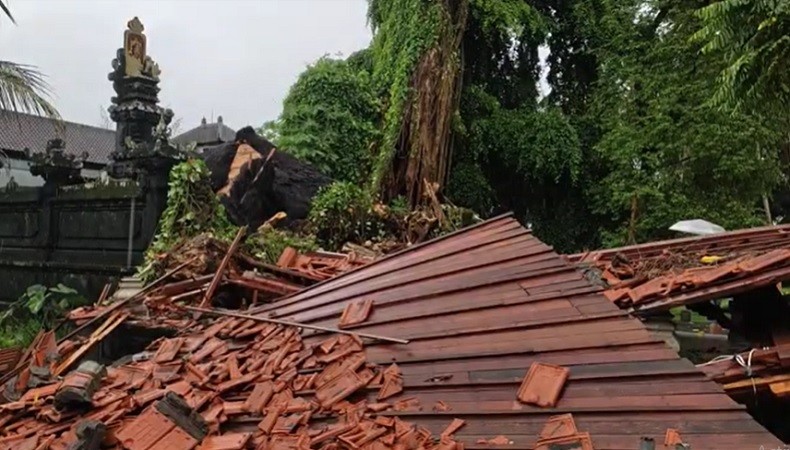 title Pohon Beringin Tumbang saat Hujan Deras Landa Gianyar, Pura di Ubud Rusak Pohon Beringin Tumbang saat Hujan Deras Landa Gianyar, Pura di Ubud Rusak
