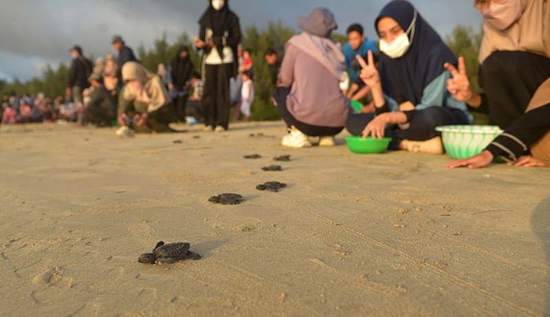 Ratusan Ekor Tukik Dilepas ke Perairan Pantai Wisata Lhoknga - Bagian 2