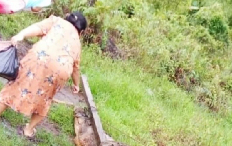 Kerap Mangsa Ternak, Buaya 4 Meter Ditangkap Warga Kayong Utara