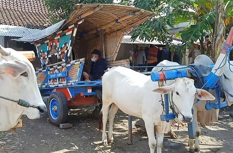 Takut Wabah PMK, Bajingan Hentikan Aktivitas Wisata Gerobak Sapi di Bantul