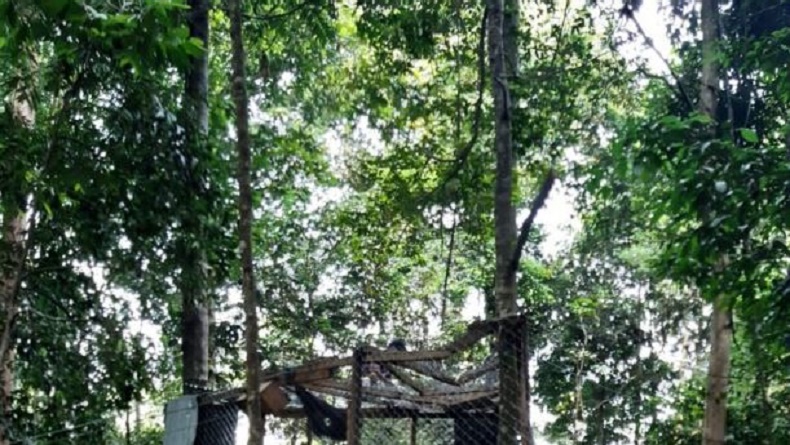 BKSDA Sumbar Lepas Liarkan Sepasang Siamang Napoleon dan Ita di Solok Selatan