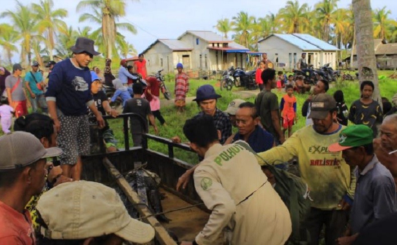 Begini Pelepasliaran Buaya 4 Meter Pemangsa Ternak Warga Kayong Utara