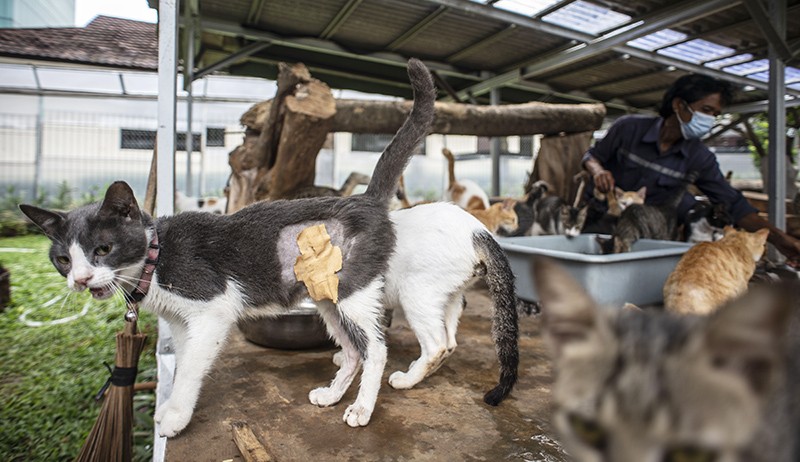 Penampakan Ratusan Kucing Hidup di Shelter Puskeswan Ragunan - Bagian 3
