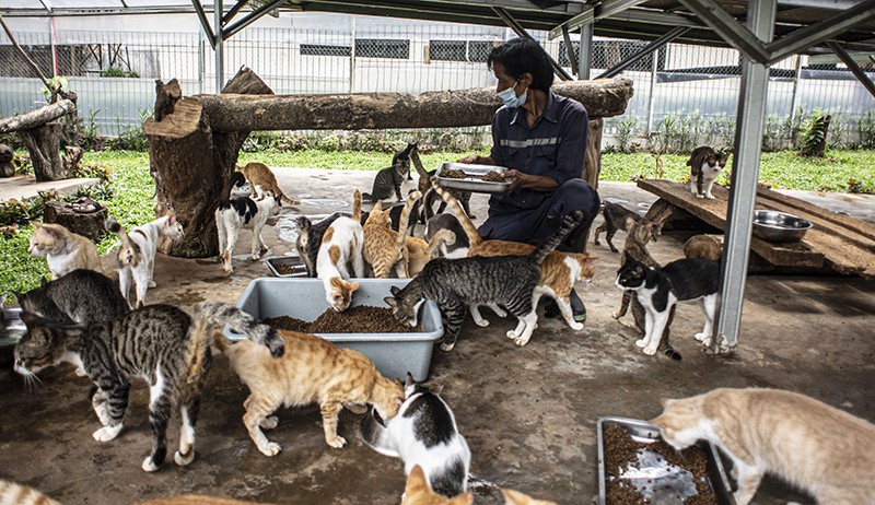 Penampakan Ratusan Kucing Hidup di Shelter Puskeswan Ragunan - Bagian 1