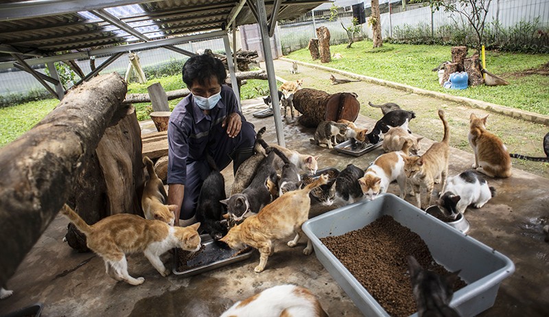 Penampakan Ratusan Kucing Hidup di Shelter Puskeswan Ragunan - Bagian 2