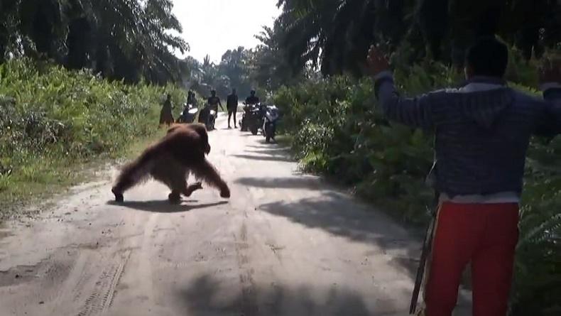 Heboh Orang Utan Masuk Perkampungan Warga di Kobar, Sempat Dikejar Beramai-ramai