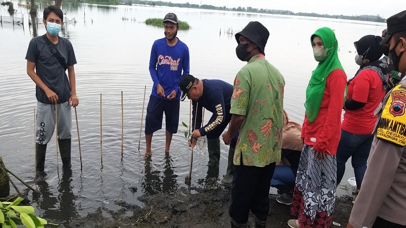 Tanggulangi Bencana Rob, Ratusan Bibit Mangrove Ditanam di Pesisir Utara Pekalongan