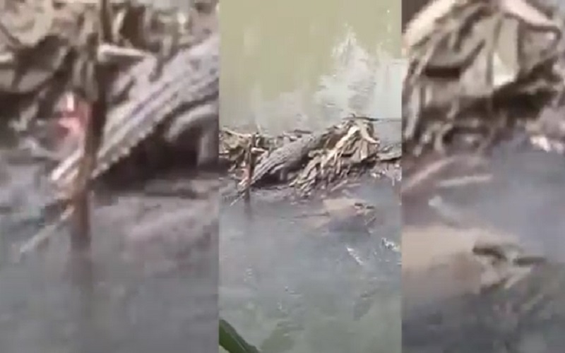 Heboh Kawanan Buaya Teror Warga di Bandar Lampung, 2 Ekor Masih Anakan