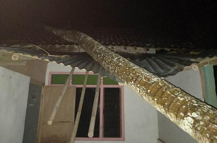 Braaakk, Pohon Kelapa Roboh Timpa Rumah Warga Kulonprogo