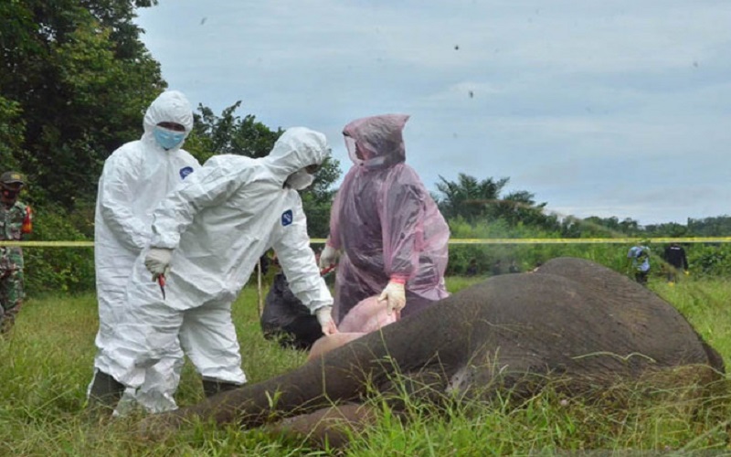 Sempat Diberi Obat, Gajah Sumatra Ditemukan di Aceh Besar Mati karena Infeksi