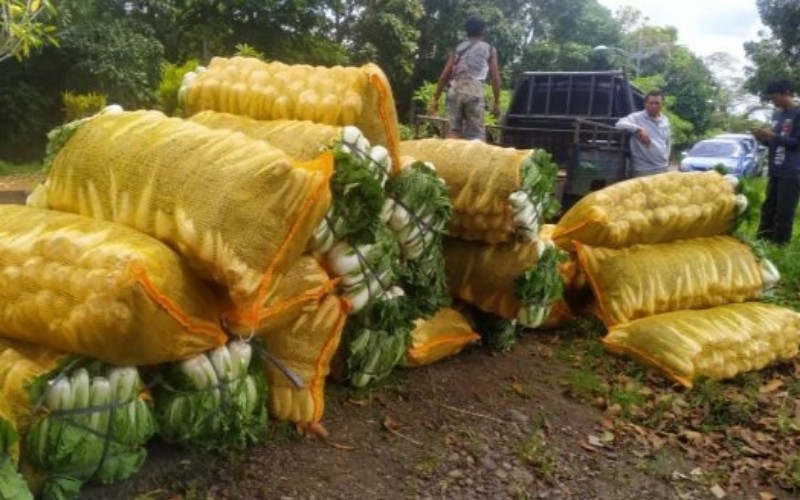 Harga Pupuk dan Racun Hama Naik, Petani di Pagaralam Menjerit