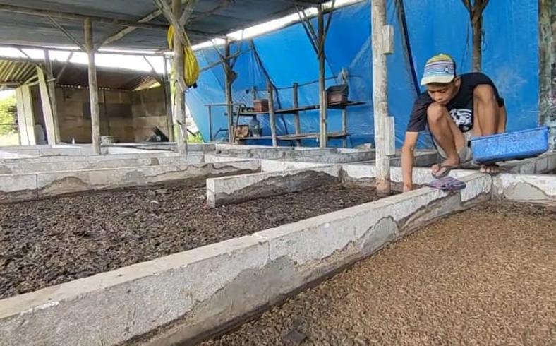  Berawal Iseng, Warga Boyolali Ini Sukses Budi Daya Maggot Beromzet Puluhan Juta Rupiah