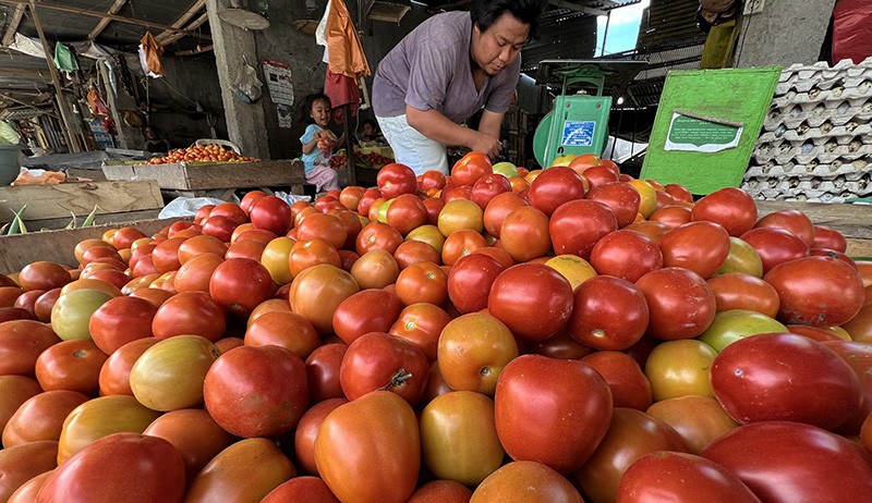 Hasil Panen Melimpah, Harga Tomat Anjlok - Bagian 2