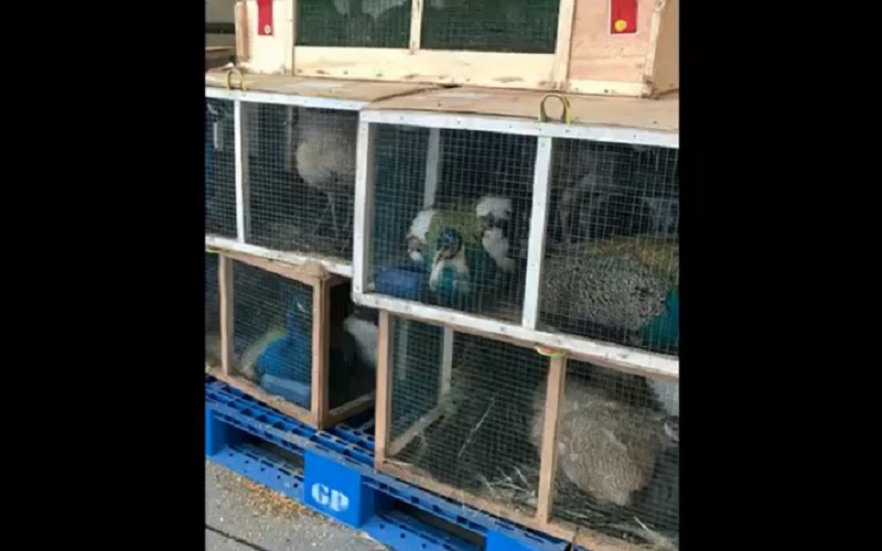 Satu Pesawat Berisi Ribuan Burung Impor Tertahan di Bandara Kualanamu