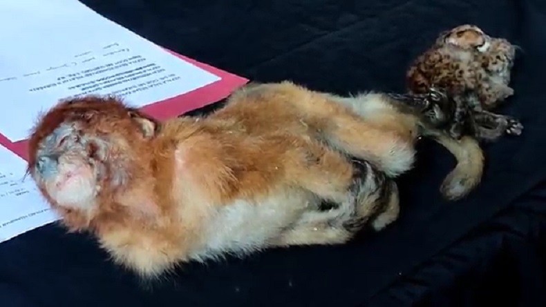 2 Anakan Satwa Dilindungi Mati Mengenaskan saat Diselundupkan dari Kalimantan ke Surabaya