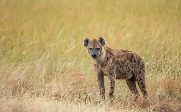 Begini Cara Hyena Mempertahankan Diri dan Wilayahnya, Termasuk Hewan Terpintar di Dunia