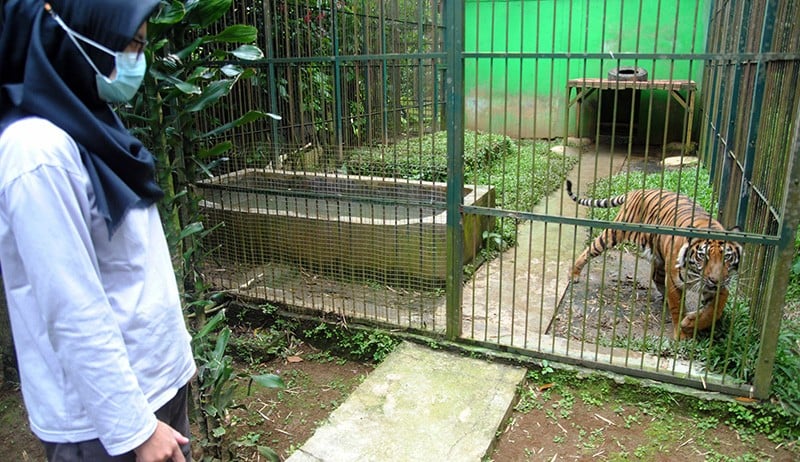 Pusat Penyelamatan Satwa di Bogor Rawat 75 Hewan Langka dan Dilindungi - Bagian 3