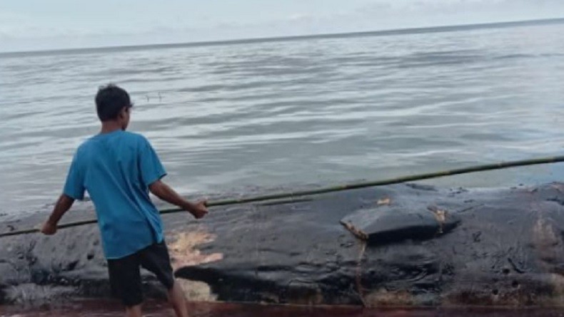 Paus Sperma Mati Terdampar di SBT Maluku, Petugas Kesulitan Mengubur Bangkai