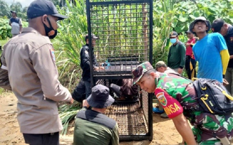 Kerangkeng Besi Ini Dipasang untuk Tangkap Buaya Pemangsa Manusia