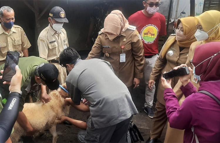 Cegah Penularan Antraks, Ternak Warga Klaten Diberi Vaksin