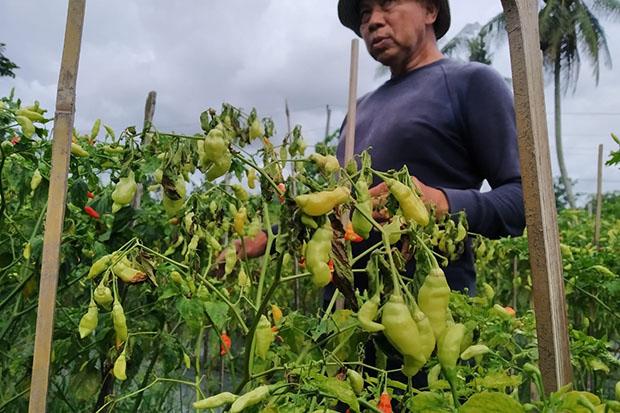  Tanaman Cabai Rusak akibat Cuaca, Picu Harga Mahal
