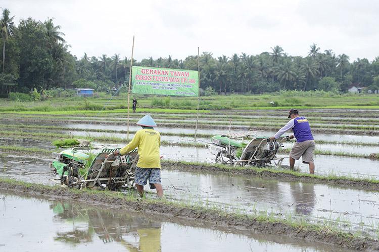 Tingkatkan Produktivitas Padi, 5.000 Hektare Lahan di Bantul Jadi Program IP 400