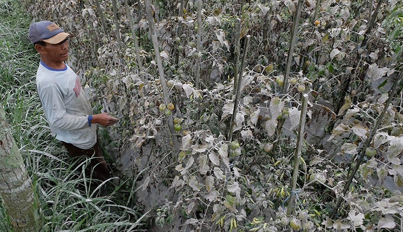 Abu Vulkanik Gunung Merapi Selimuti Desa Babadan Magelang - Bagian 2