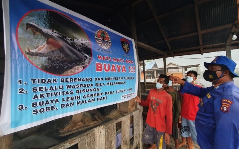 Warga Diminta Hati-Hati, Buaya Ganas Berkeliaran di DAS Sebangau